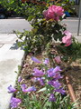 bunchleaf penstemon